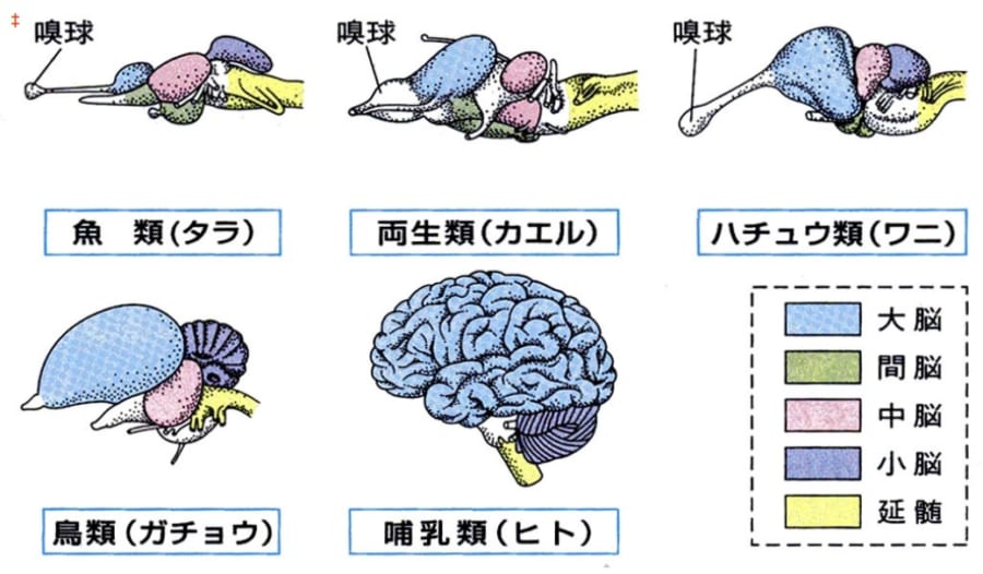 脊椎動物の種類ごとの脳の構造