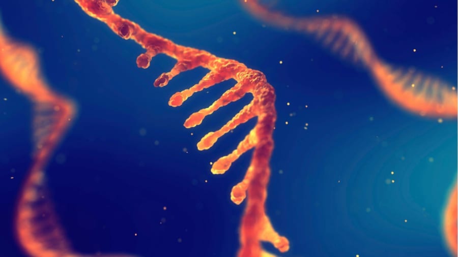 人間の細胞にもRNA配列を元にDNAを修復する能力が備わっている可能性がある