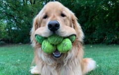 テニスボールを6個咥える犬の「フィンリー・モロイ」