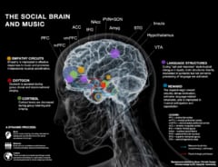 音楽の場にいる時の脳モデル