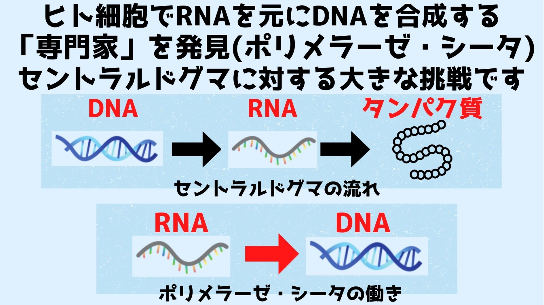 セントラルドグマはDNA➔RNA➔タンパク質の流れを示すが新たな発見によりRNAからDNAを合成する能力が人間の細胞にもあった