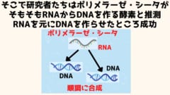 そもそもポリメラーゼ・シータ派DNAからDNAを作る酵素ではなくRNAからDNAを作る酵素だった