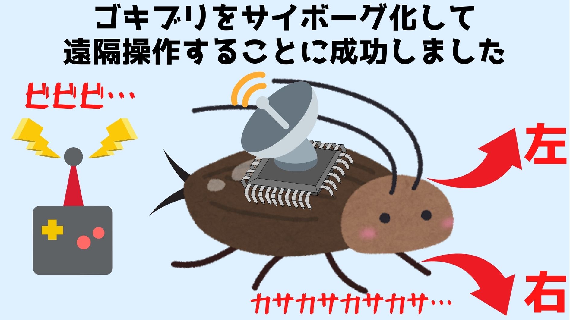 人命救助のために「生きたメカゴキブリ」をリモコンで制御することに成功の画像 2/6