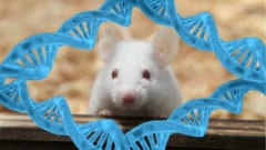 親マウスの「経験」が子マウスに遺伝すると判明！　慢性社会的敗北ストレスは精子に乗って継承される