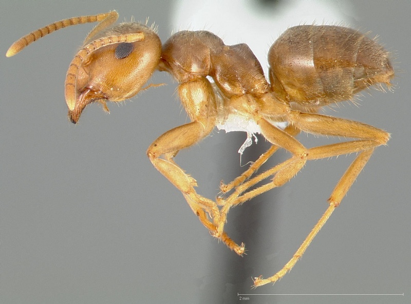 Pale-legged Field Ant（学名：Lasius pallitarsis）