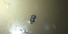 水面の「裏」を歩く水生甲虫を発見