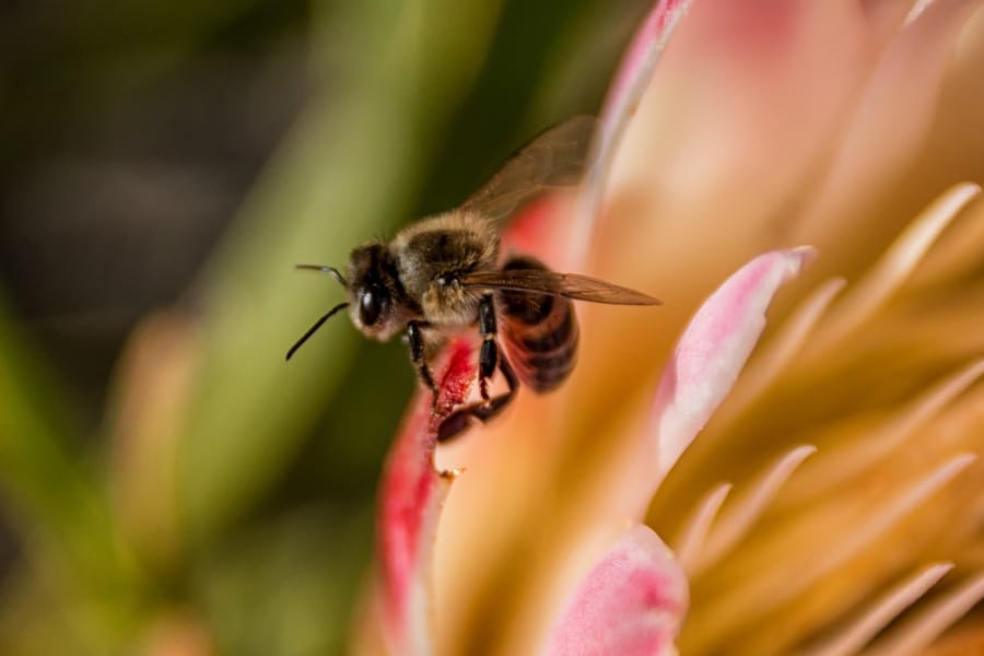 単為生殖でクローン繁殖するミツバチが見つかる