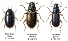 今回の水生甲虫が属する「ダルマガムシ科」の昆虫たち
