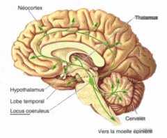 青斑核（中央やや下、緑の楕円形）、ノルアドレナリン神経の分布（緑のライン）