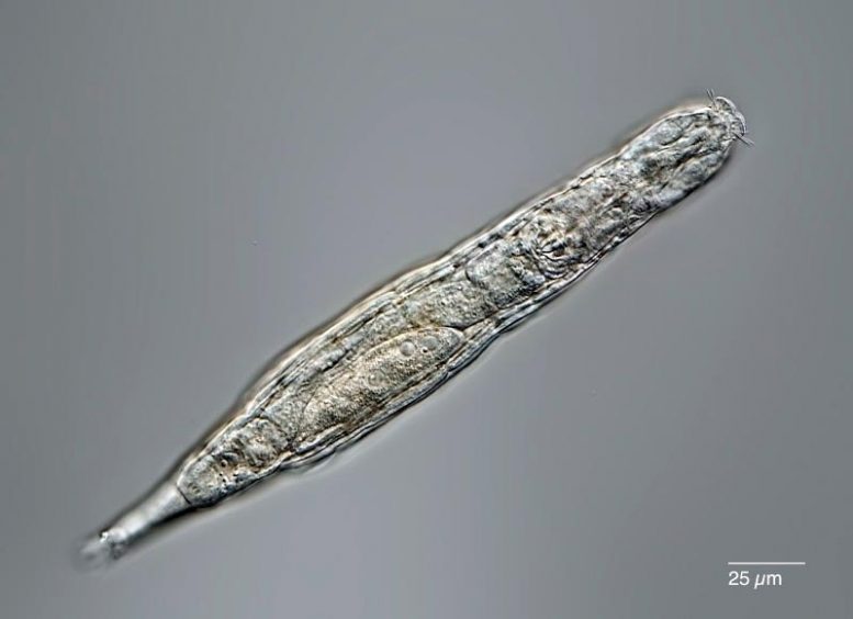 シベリアの永久凍土から「2万4000年前の微生物」が復活し、クローン増殖する！