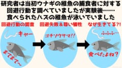 研究者は当初ウナギの稚魚の捕食者に対する 回避行動を調べていましたが実験後…… 食べられたハズの稚魚が泳いでいました