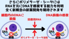 ポリメラーゼ・シータは人の細胞に含まれるDNAをRNA配列を元に修復できる。ただし核内ゲノムにかんしては未知である