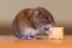 食事中のマウス