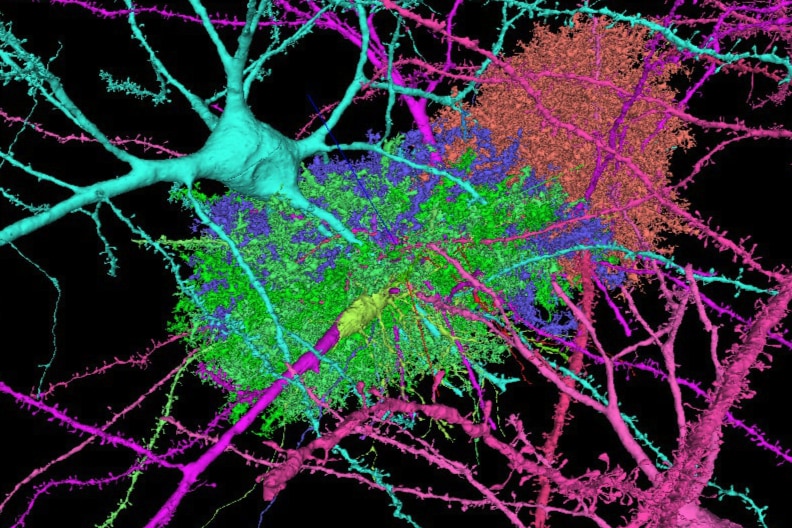Googleとハーバード大はこれまでにない詳細な脳細胞の3D地図を作成した