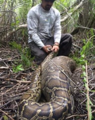 オジロジカを丸呑みしているヘビ（フロリダ州）