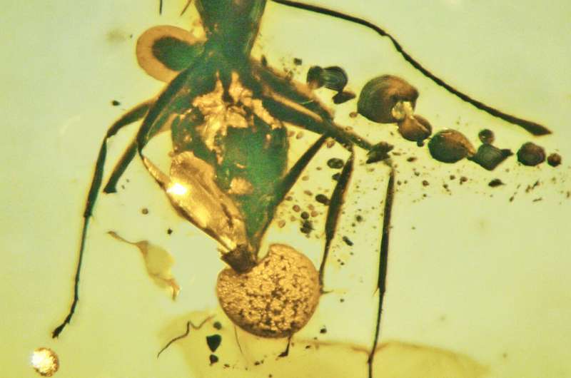 5000万年前のアリに寄生した「新種のキノコ」が琥珀から見つかる