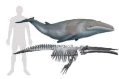世界最小のクジラの復元図と化石