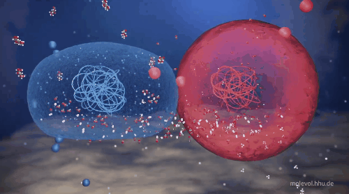 古細菌（赤）がミトコンドリアの先祖の細菌（青）を取り込むシーン