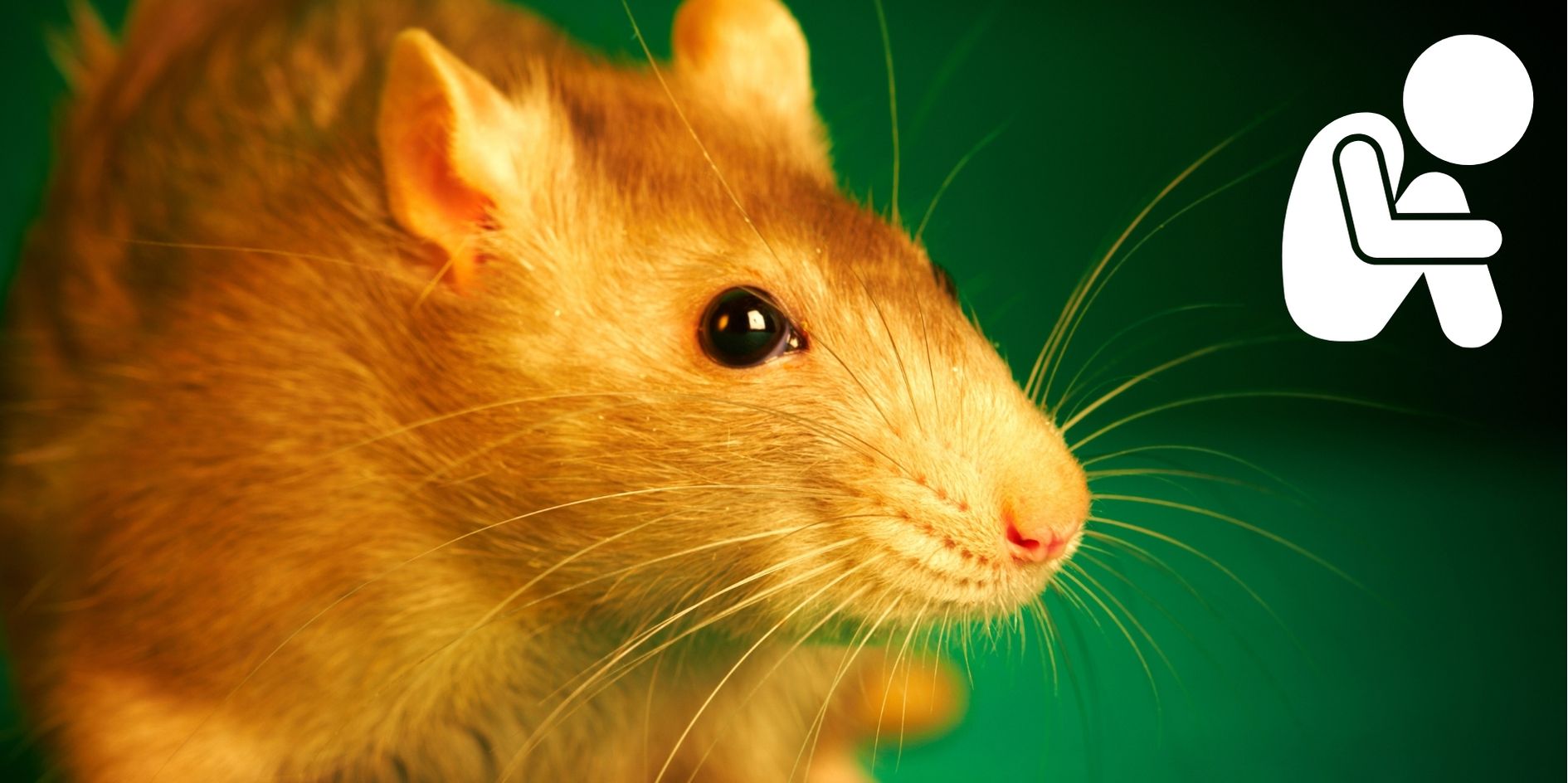 腸内細菌がいないとマウスが「ボッチ」になる不思議現象を解明！