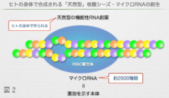 マイクロRNAを用いた抗がん剤