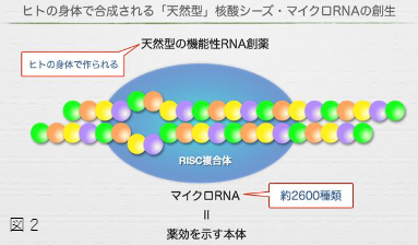 マイクロRNAを用いた抗がん剤