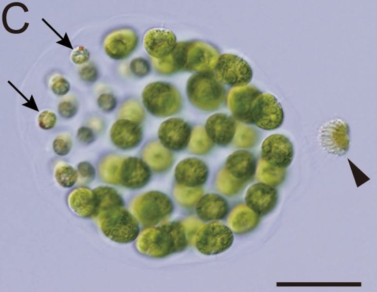 藻類では初めて「3つの性別」を持つ種が確認される！　両性への進化の途中である可能性も