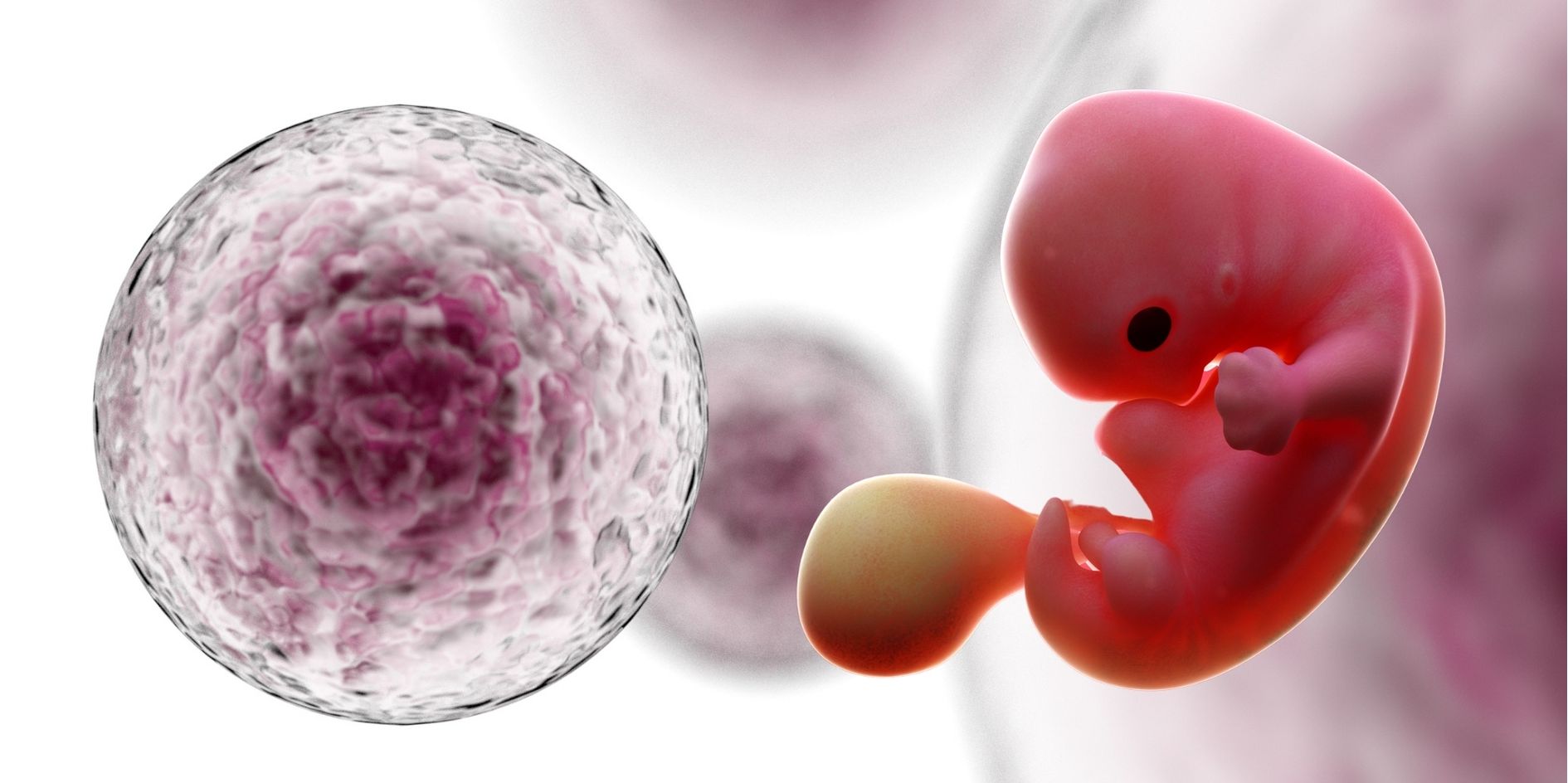 単なる細胞塊を胚を模倣した何かに変換することに成功