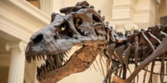 化石調査では、小惑星衝突前から恐竜の多様性は低下していたという