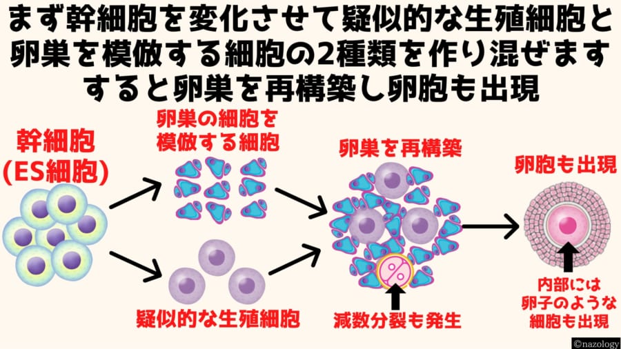 幹細胞から卵子を作るには生殖細胞と卵巣の細胞を作り混ぜる必要があった