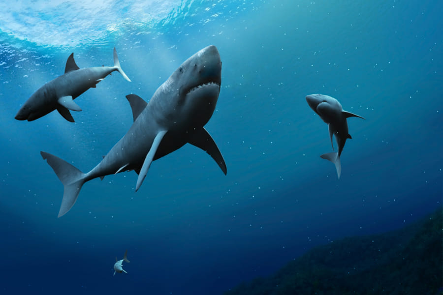 サメは平和維持のために「狩りの時間帯」を種ごとに分けていた