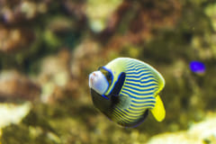 熱帯魚の縞模様にはチューリング・パターンが見られる