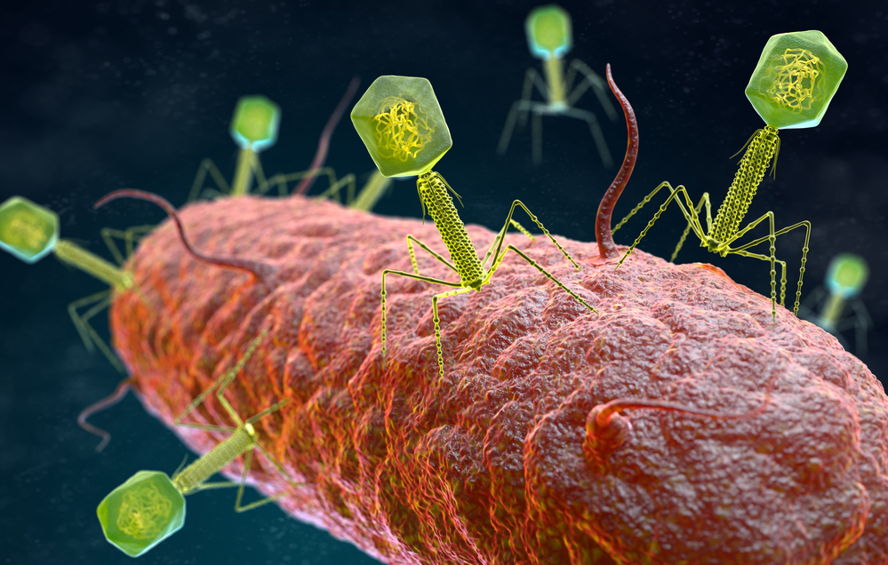 細菌を殺す寄生者バクテリオファージは、細菌に有利な遺伝子をもたらしていた