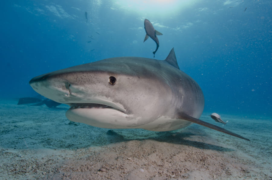 サメの中でも大型種の「イタチザメ」