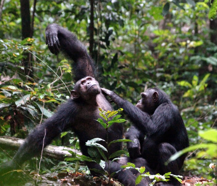 ロアンゴ国立公園に暮らすチンパンジー