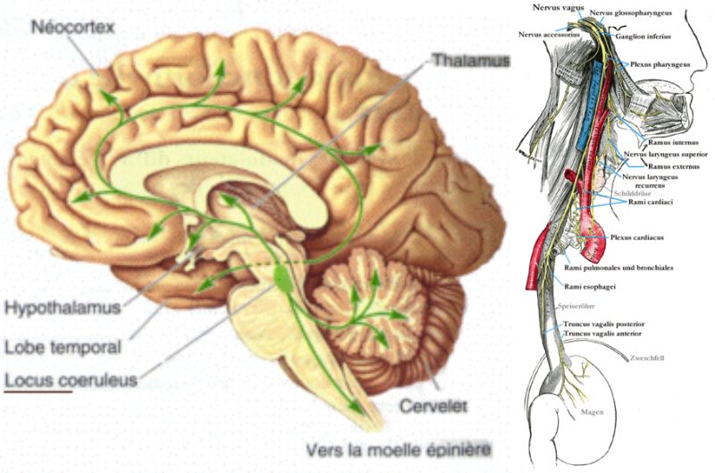 （左）緑色の楕円形が青斑核,（右）迷走神経