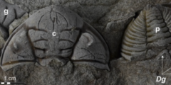 チェコで見つかった三葉虫の化石