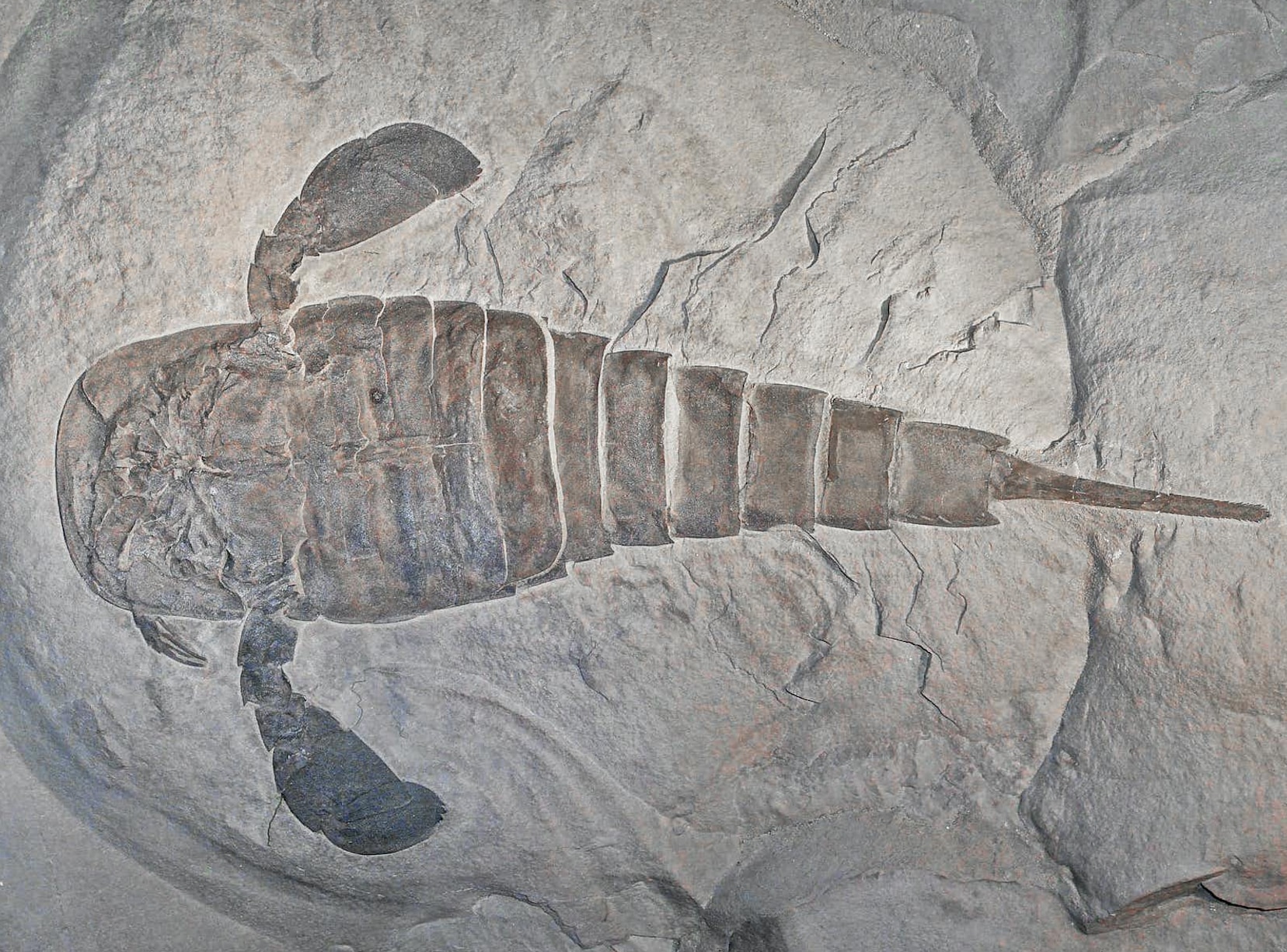 ウミサソリの一種・Eurypterus remipesの化石