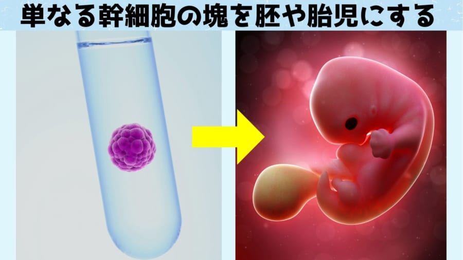受精卵を使わず幹細胞から直接、胚や胎児を造る研究が世界各地で盛んに行われている