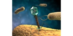 細菌に規制するウイルス、バクテリオファージ