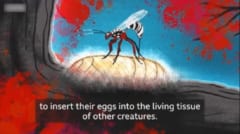 寄生蜂は卵管を宿主に刺して卵を産みつける