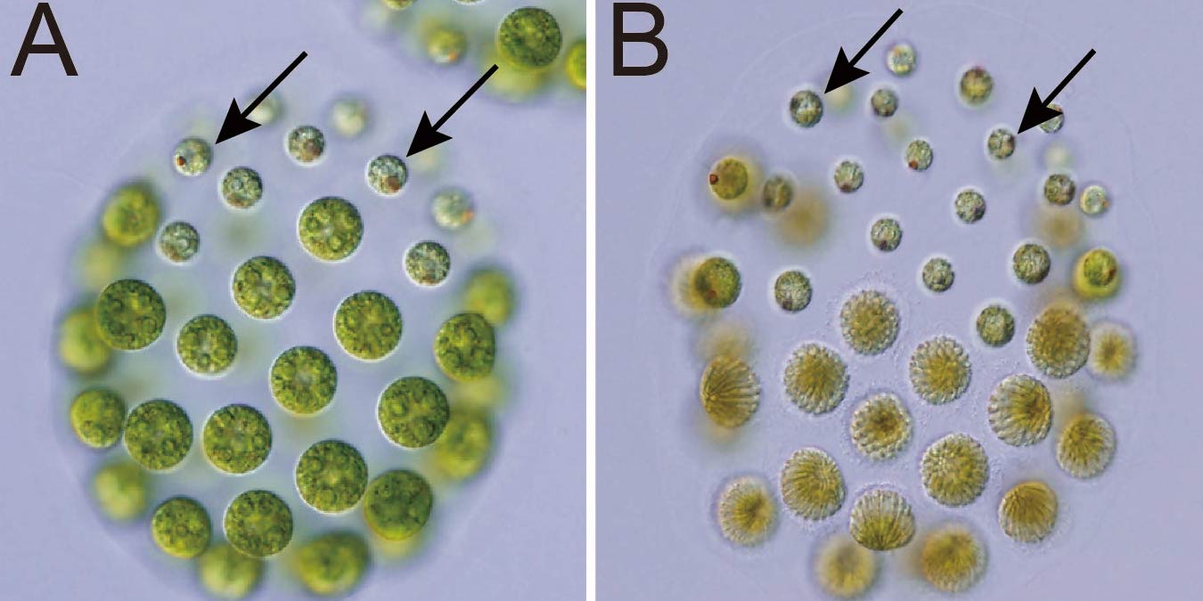 3つの性が見つかった藻類「プレオドリナ」