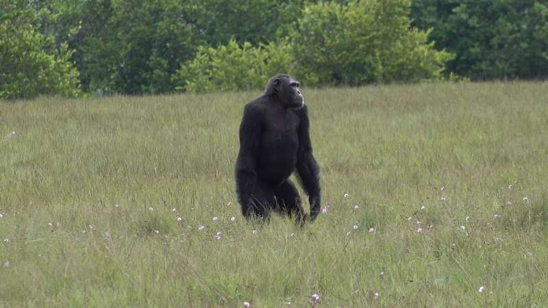 ロアンゴ国立公園のチンパンジー