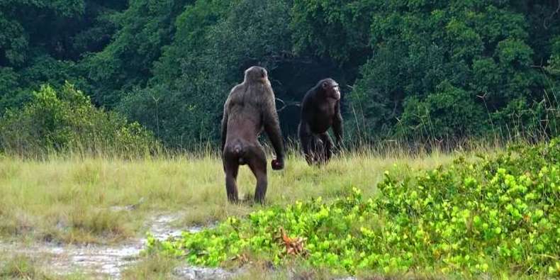 チンパンジーがゴリラを襲撃、世界初の事例