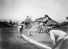 シマウマの乗馬を試みるドイツ兵（1900年前後に撮影）