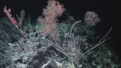 アメリカ領海内の海山で撮影されたサンゴ礁