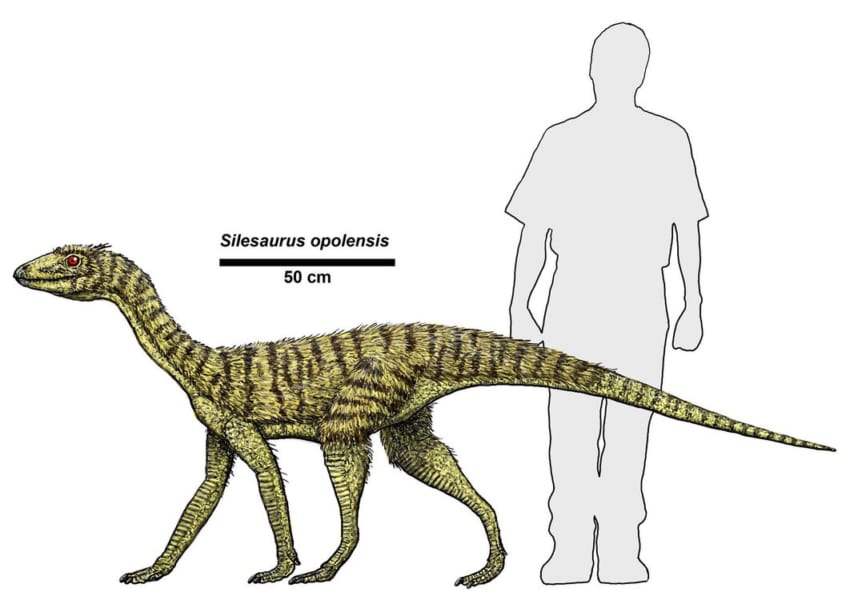 シレサウルスの体長比較