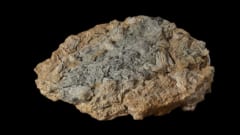 大量の棘皮動物が保存された石版