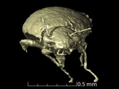 新種の甲虫の3Dスキャン画像