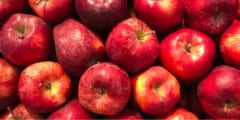 リンゴの蜜ができる仕組みが解明！