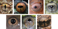 カエルの瞳孔の主要な7つの形状を特定
